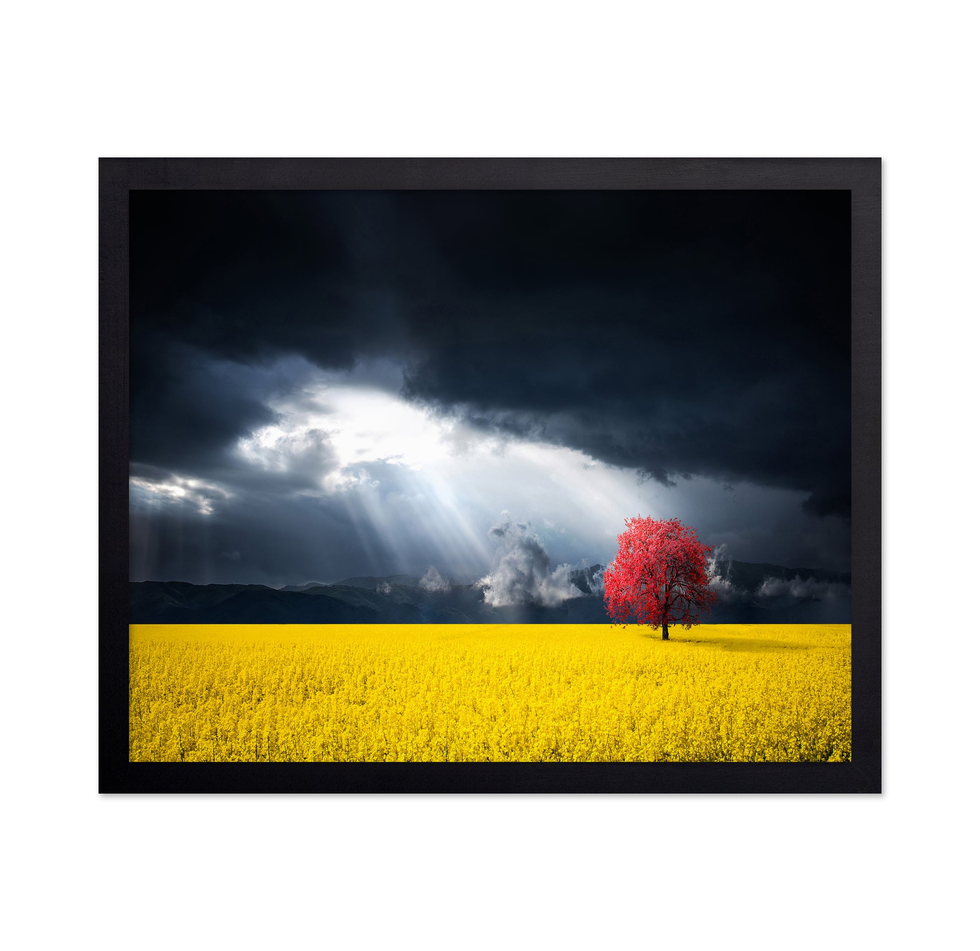A Red Tree In The Canola Meadow
