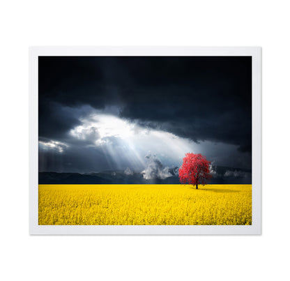 A Red Tree In The Canola Meadow