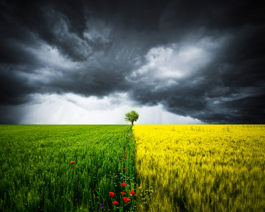 Lone Tree