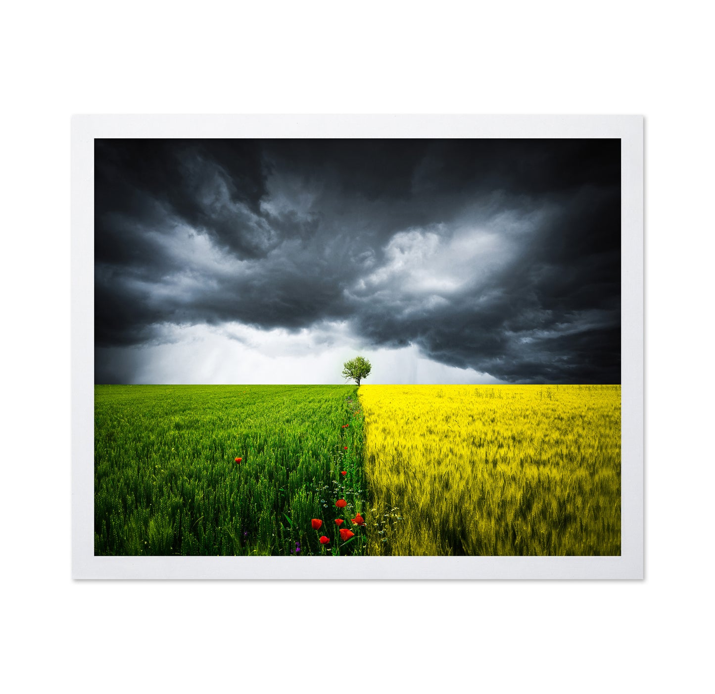 Lone Tree