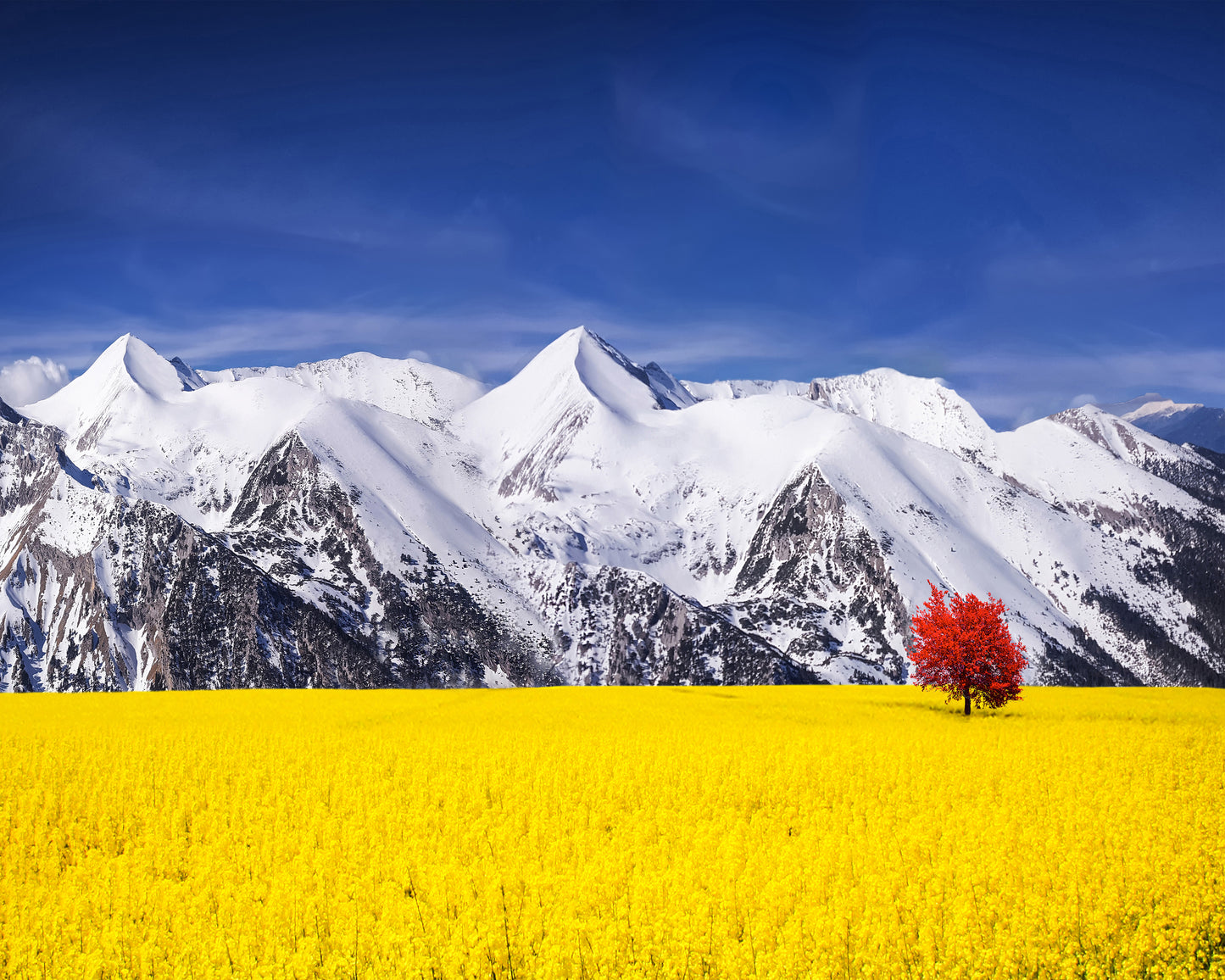 Red Tree in the Canola Meadow