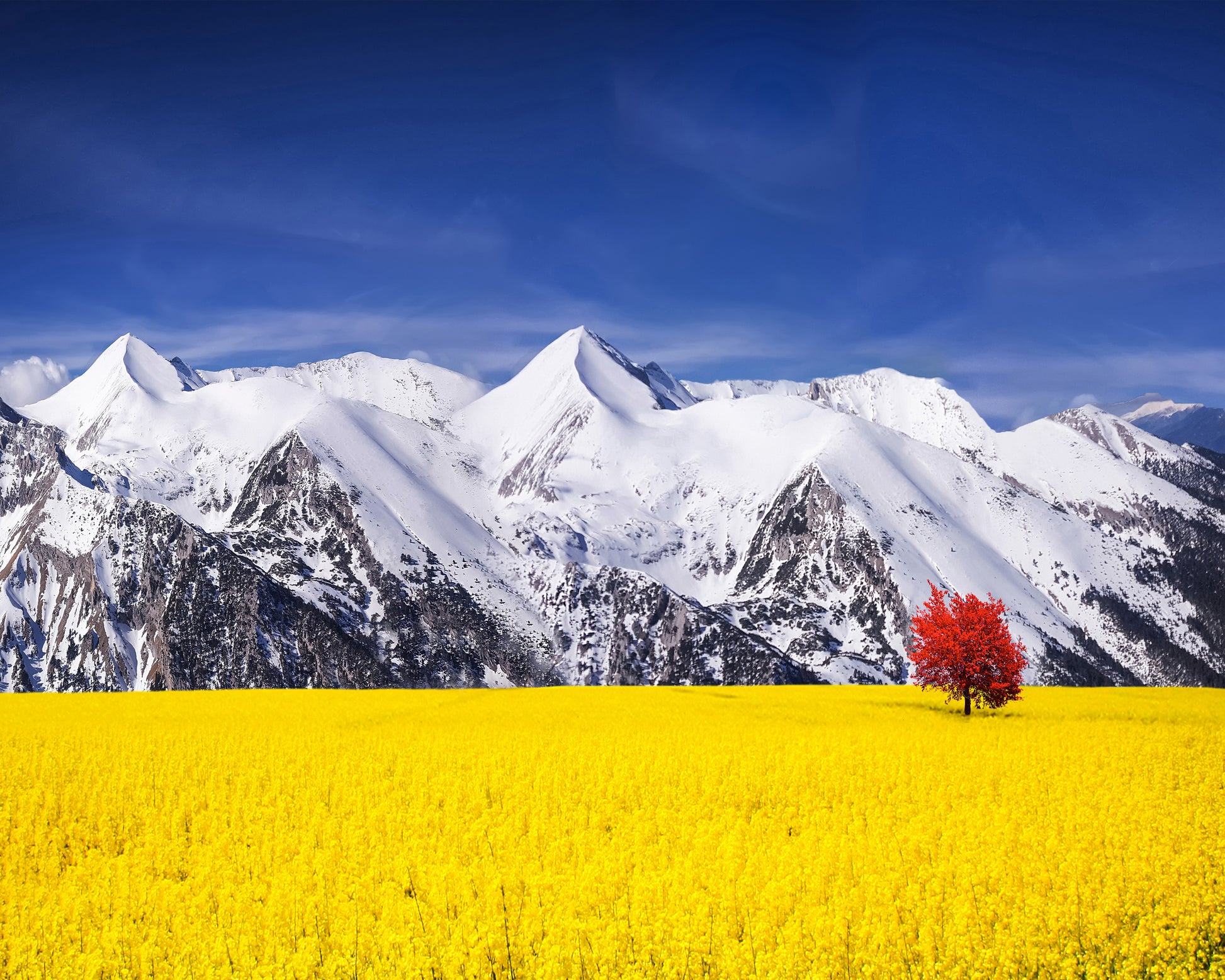 Red Tree in the Canola Meadow