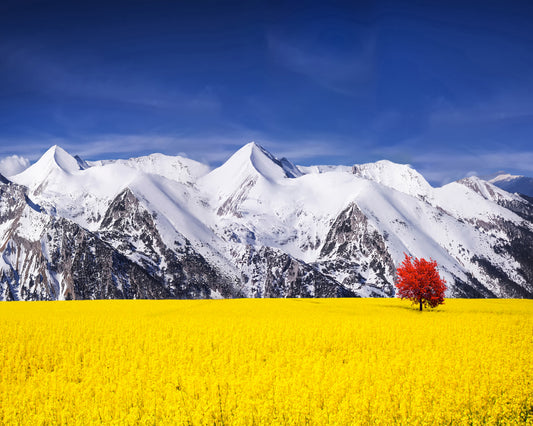 Red Tree in the Canola Meadow