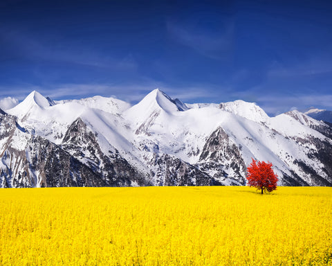 Red Tree in the Canola Meadow