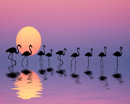 Family Flamingos