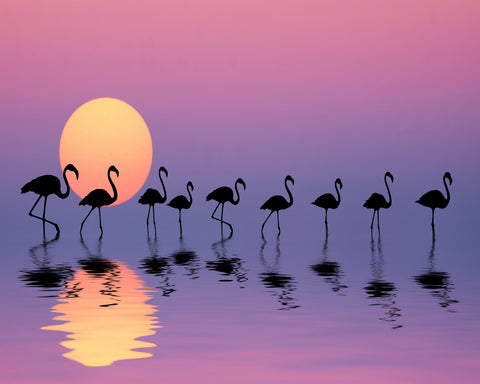 Family Flamingos