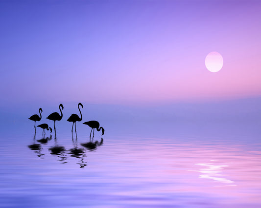 Morning Flamingo