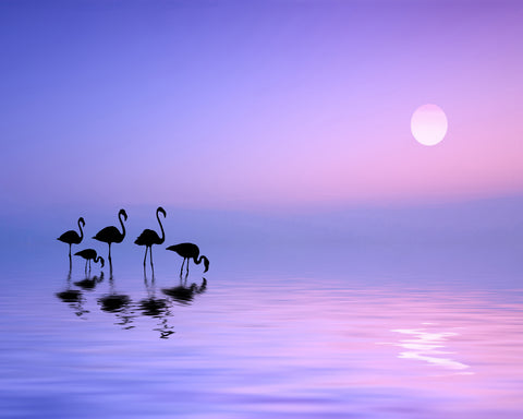 Morning Flamingo