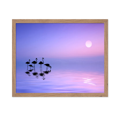 Morning Flamingo