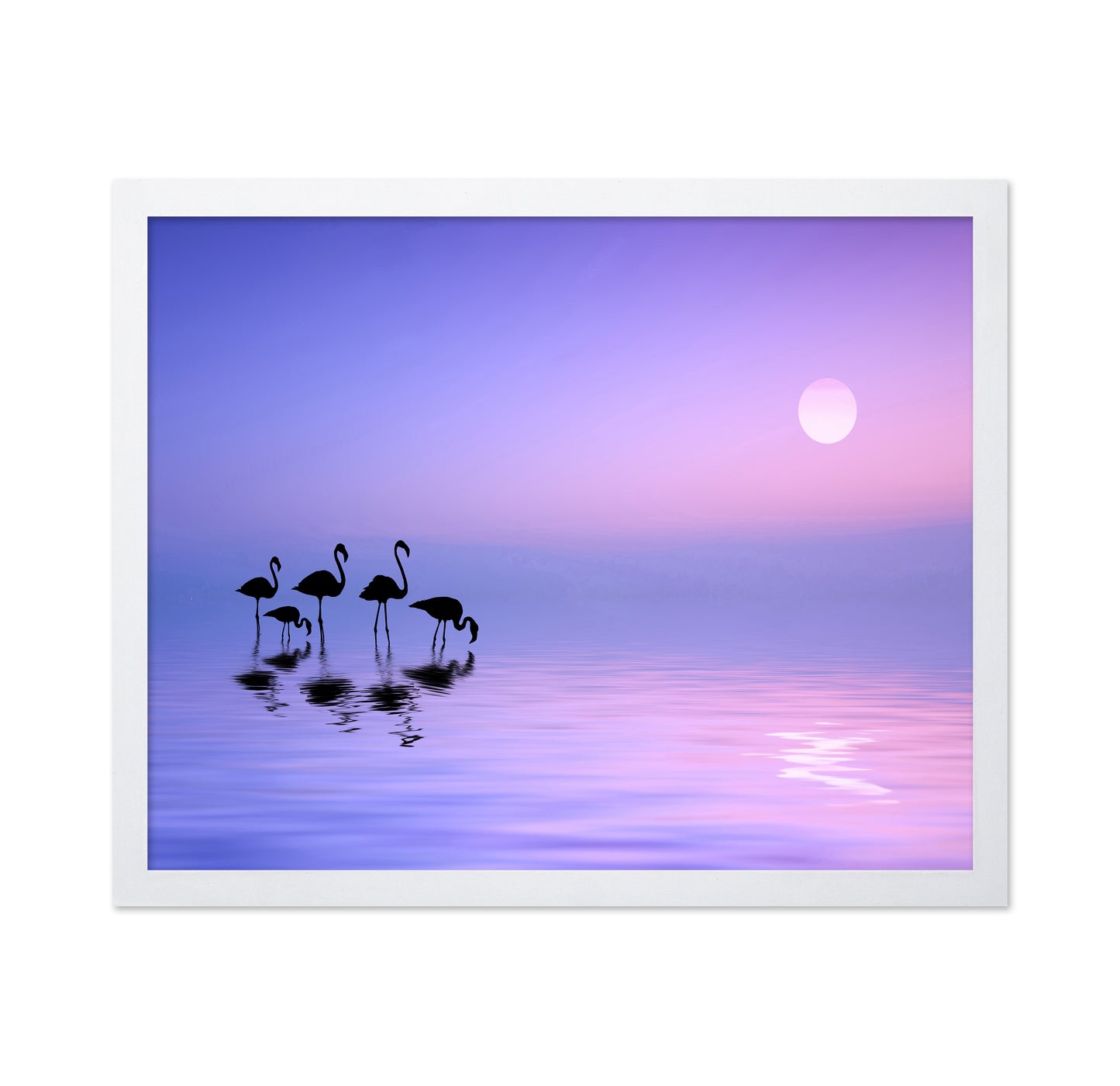 Morning Flamingo