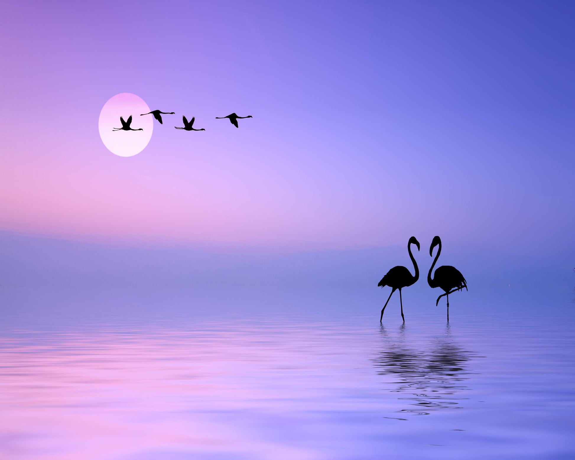 Flying Flamingo