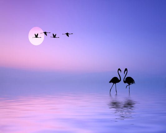 Flying Flamingo