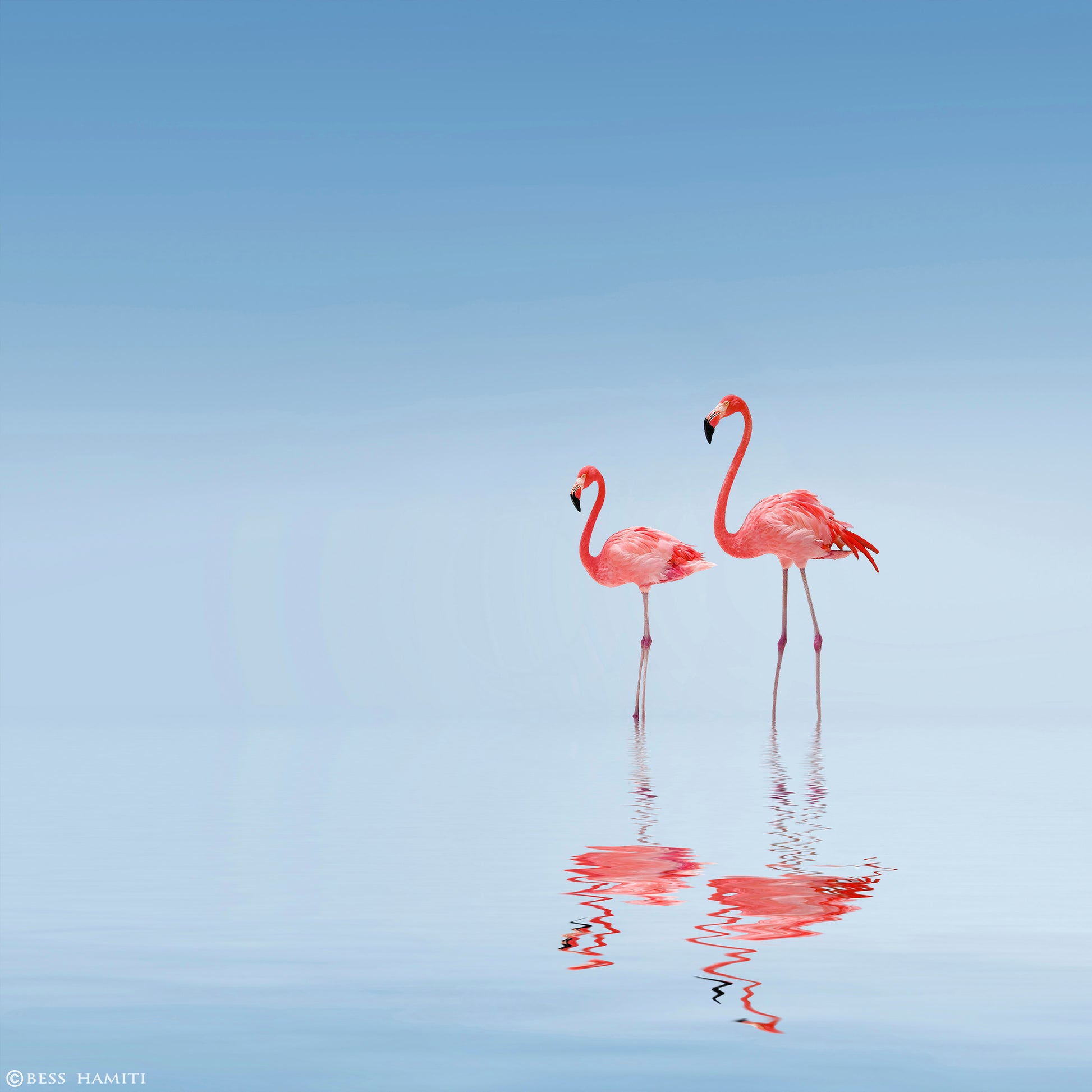 Pink Flamingos