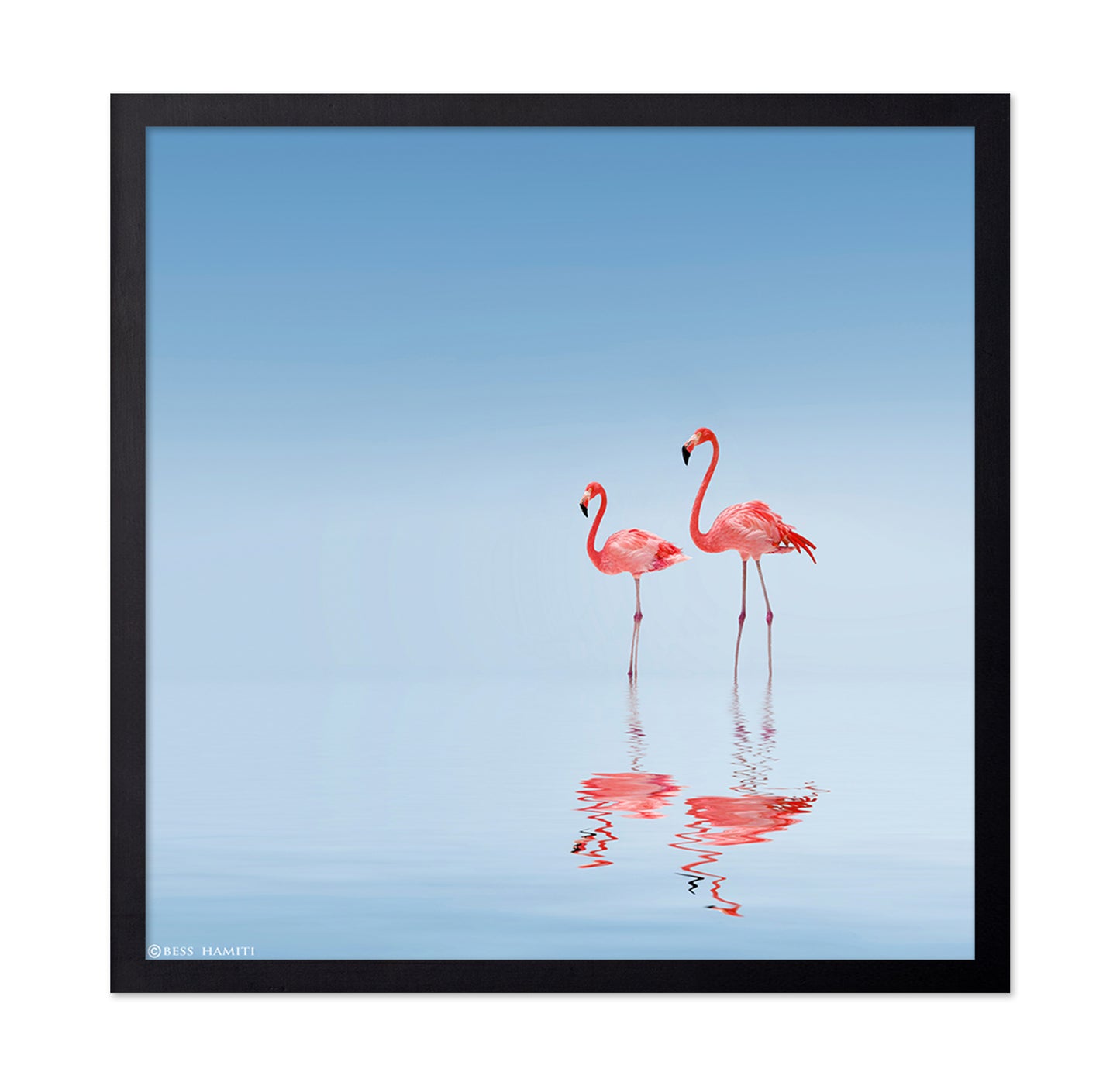 Pink Flamingos