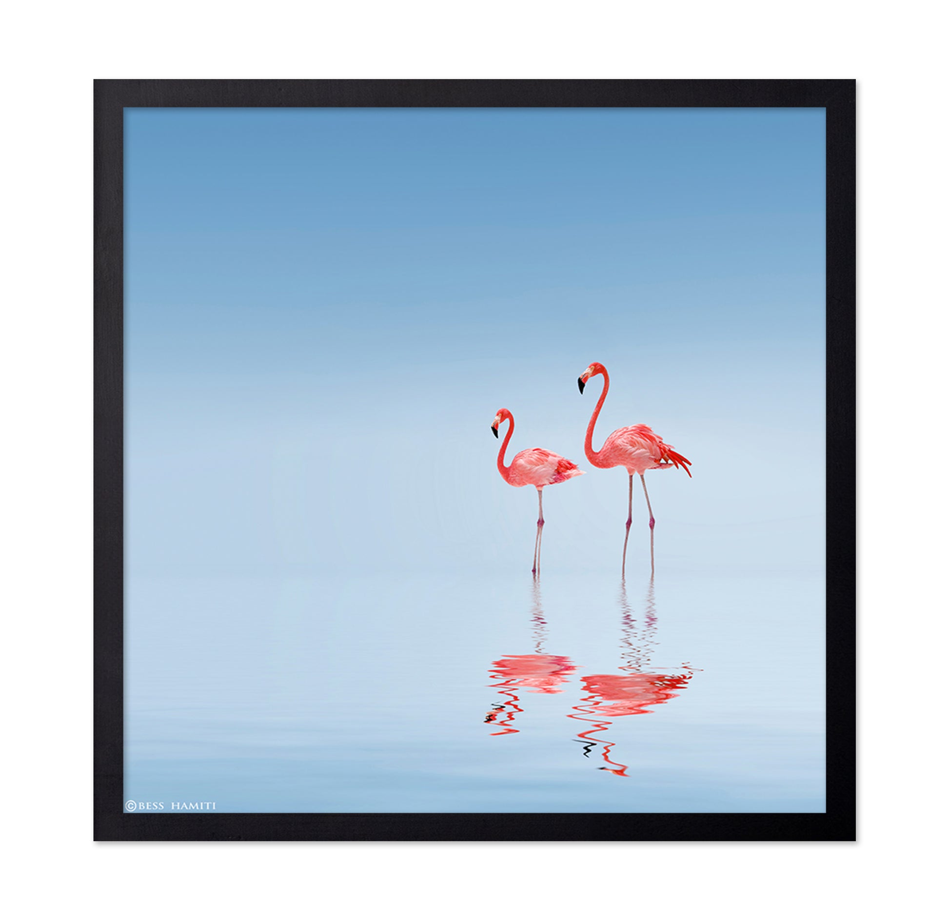 Pink Flamingos