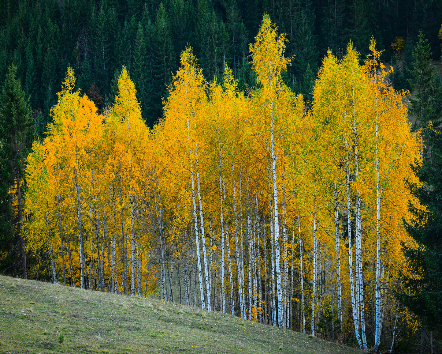 Autumn Birch Trees