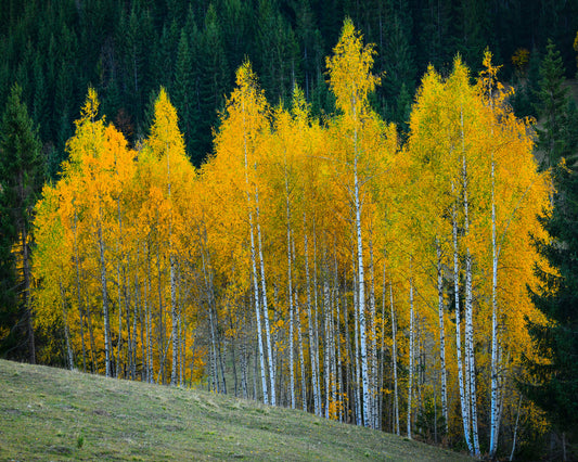 Autumn Birch Trees