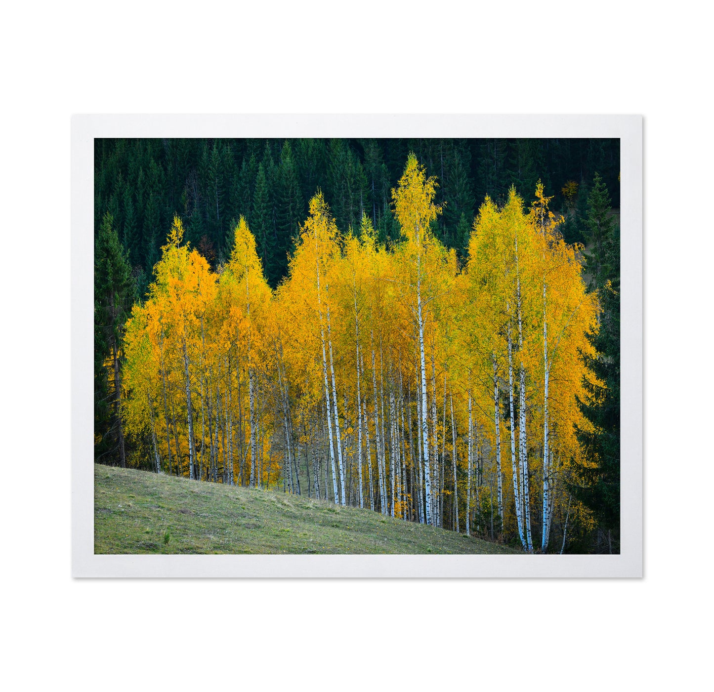 Autumn Birch Trees