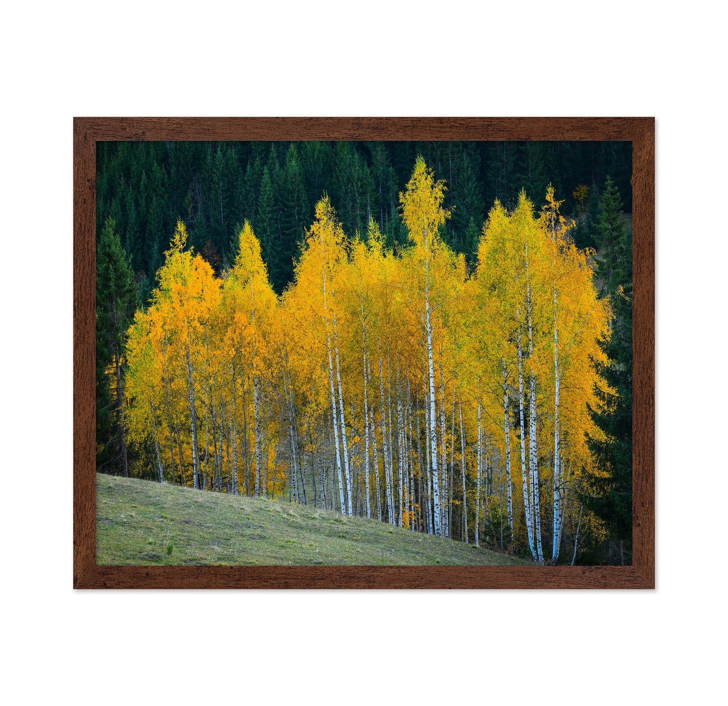 Autumn Birch Trees