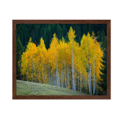 Autumn Birch Trees