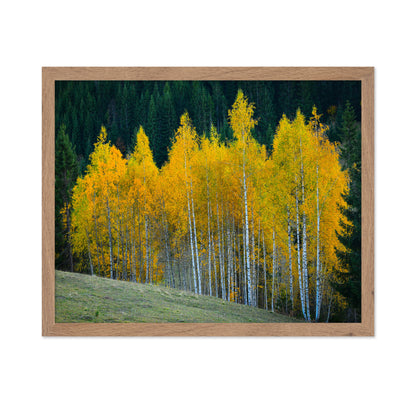 Autumn Birch Trees