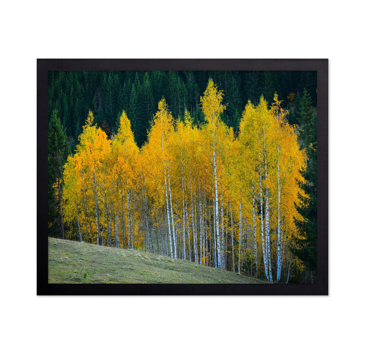 Autumn Birch Trees