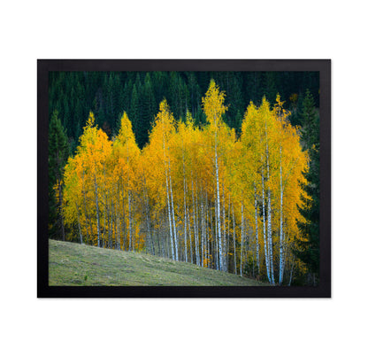 Autumn Birch Trees