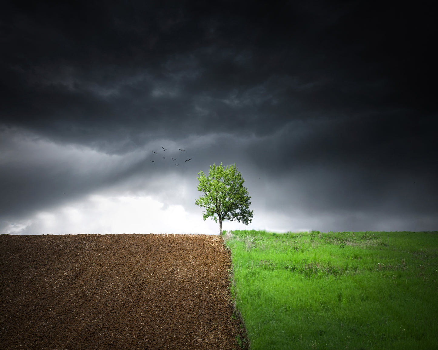 Lonely Tree Against A Dramatic Sky