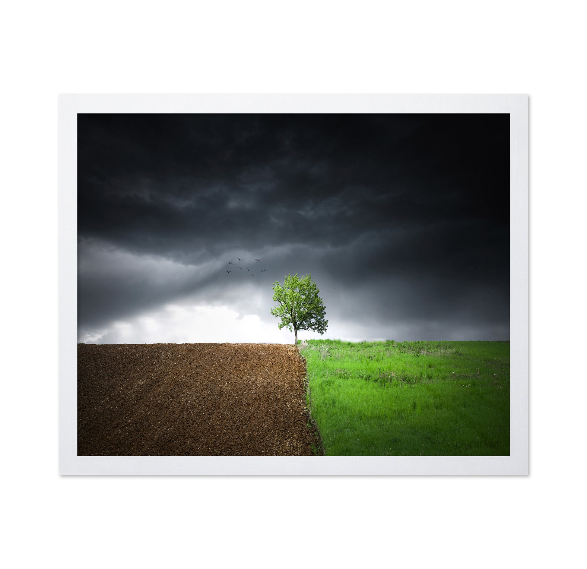 Lonely Tree Against A Dramatic Sky