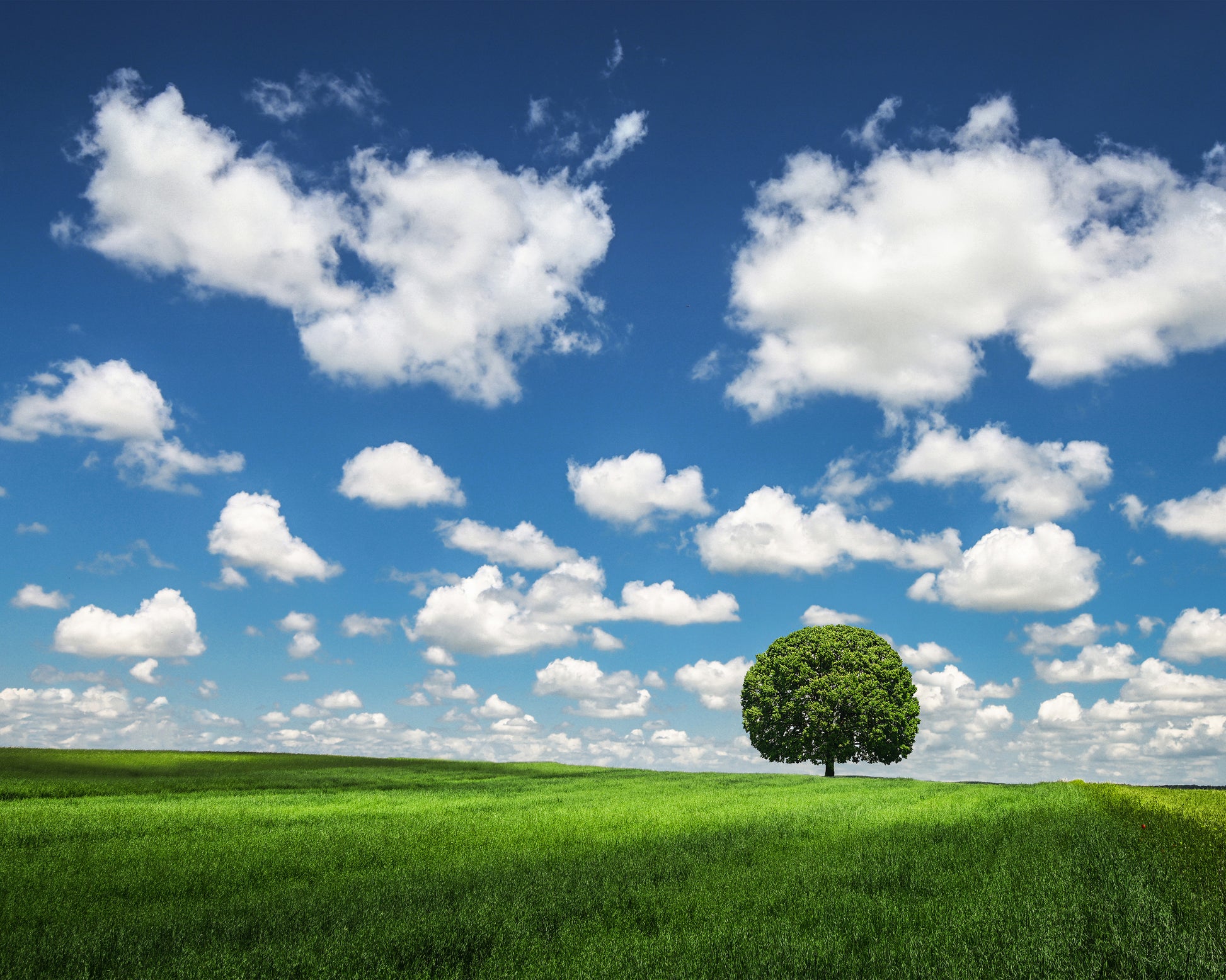 Lonely Tree