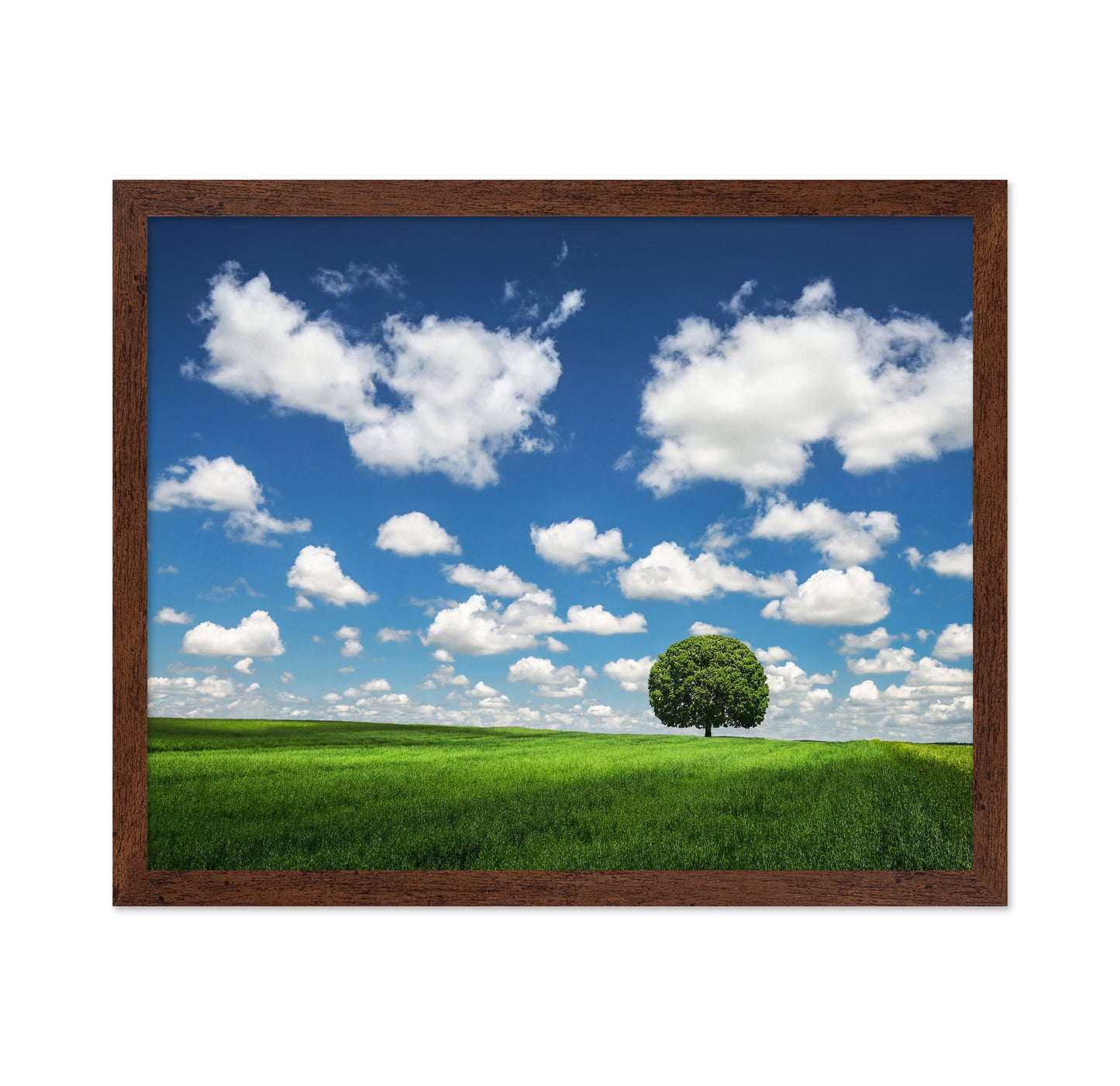Lonely Tree
