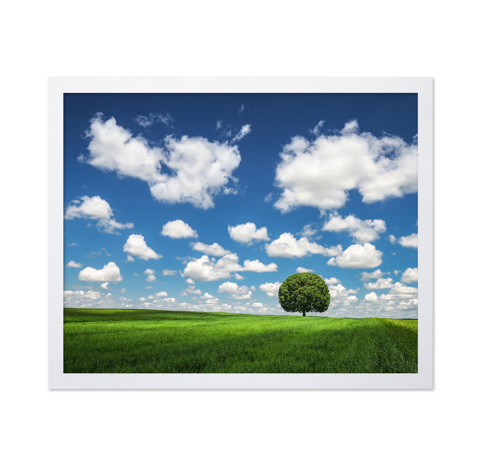 Lonely Tree