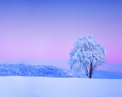 Winter Tree