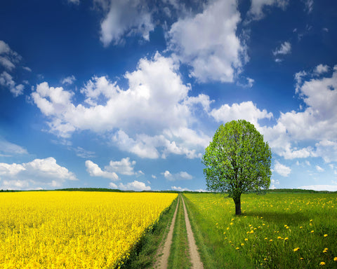 Rapeseed Field and Meadow