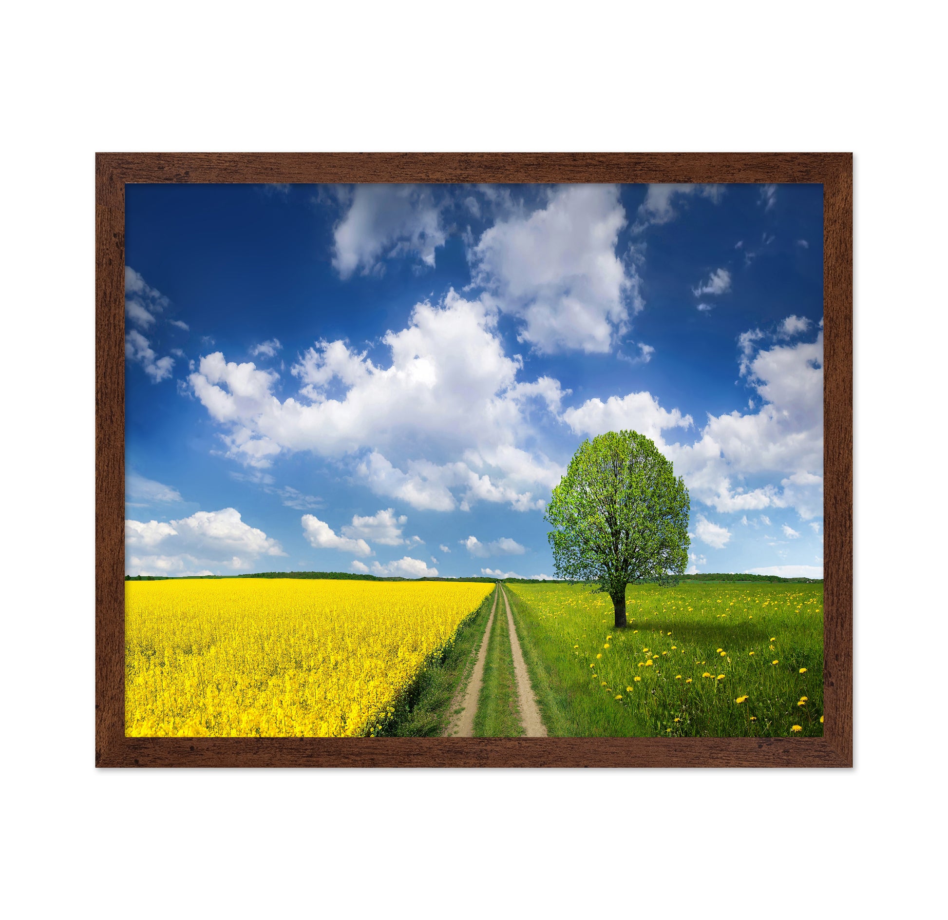 Rapeseed Field and Meadow
