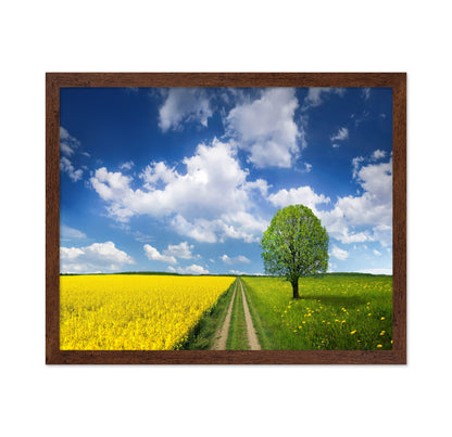 Rapeseed Field and Meadow