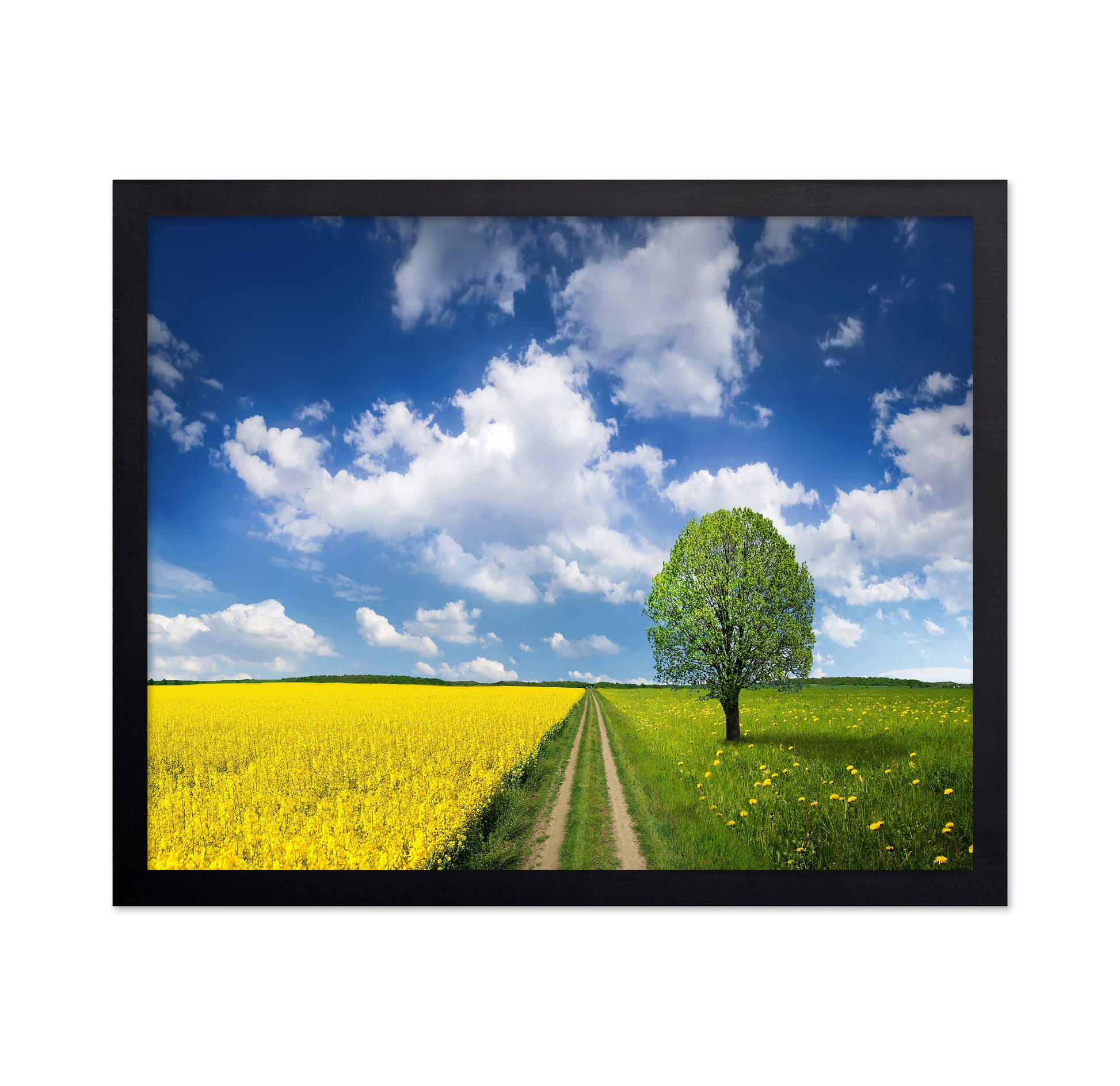 Rapeseed Field and Meadow