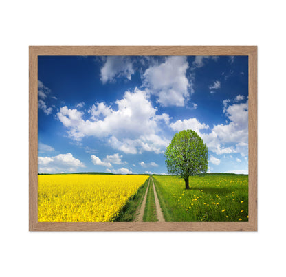 Rapeseed Field and Meadow
