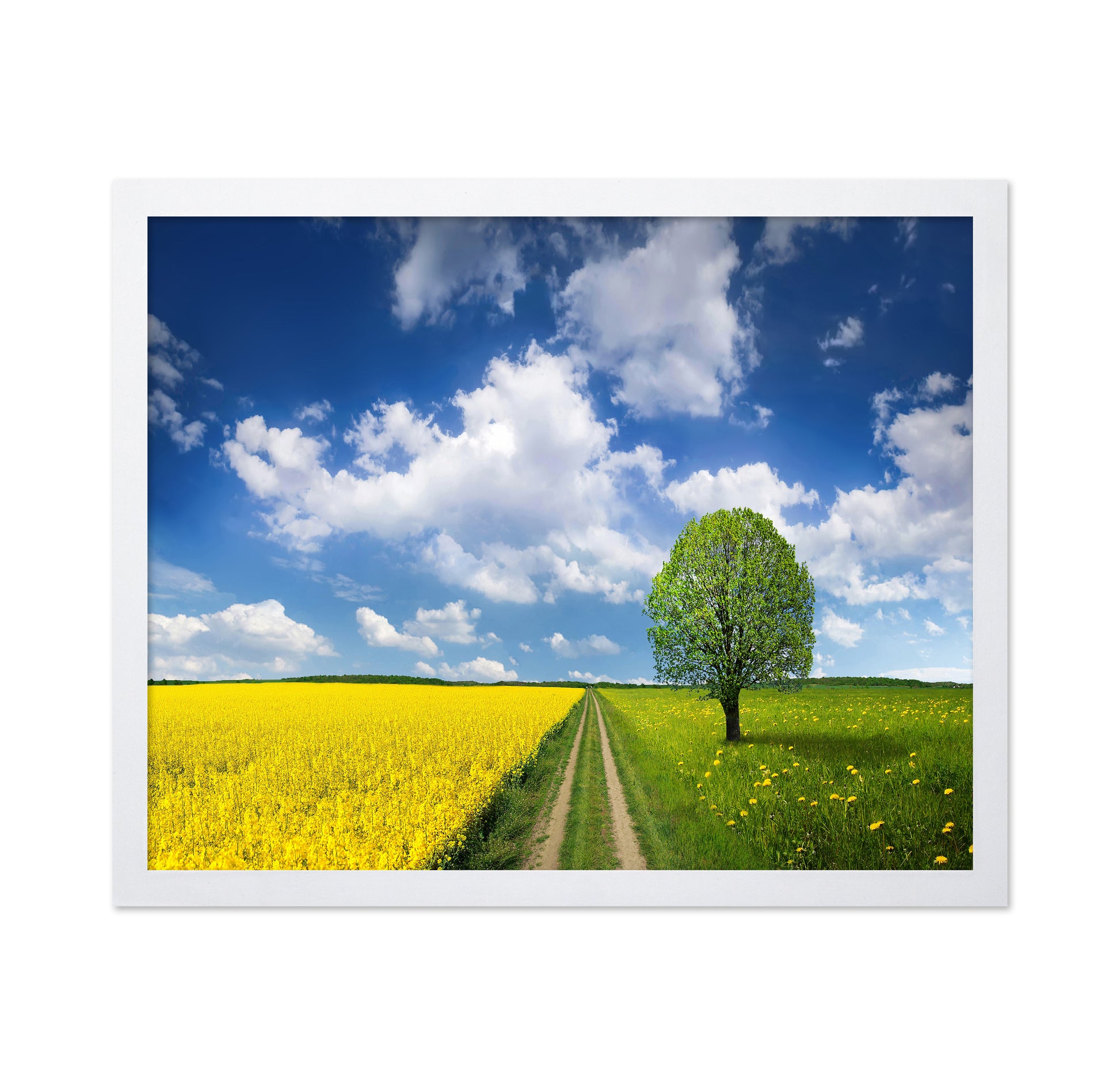 Rapeseed Field and Meadow