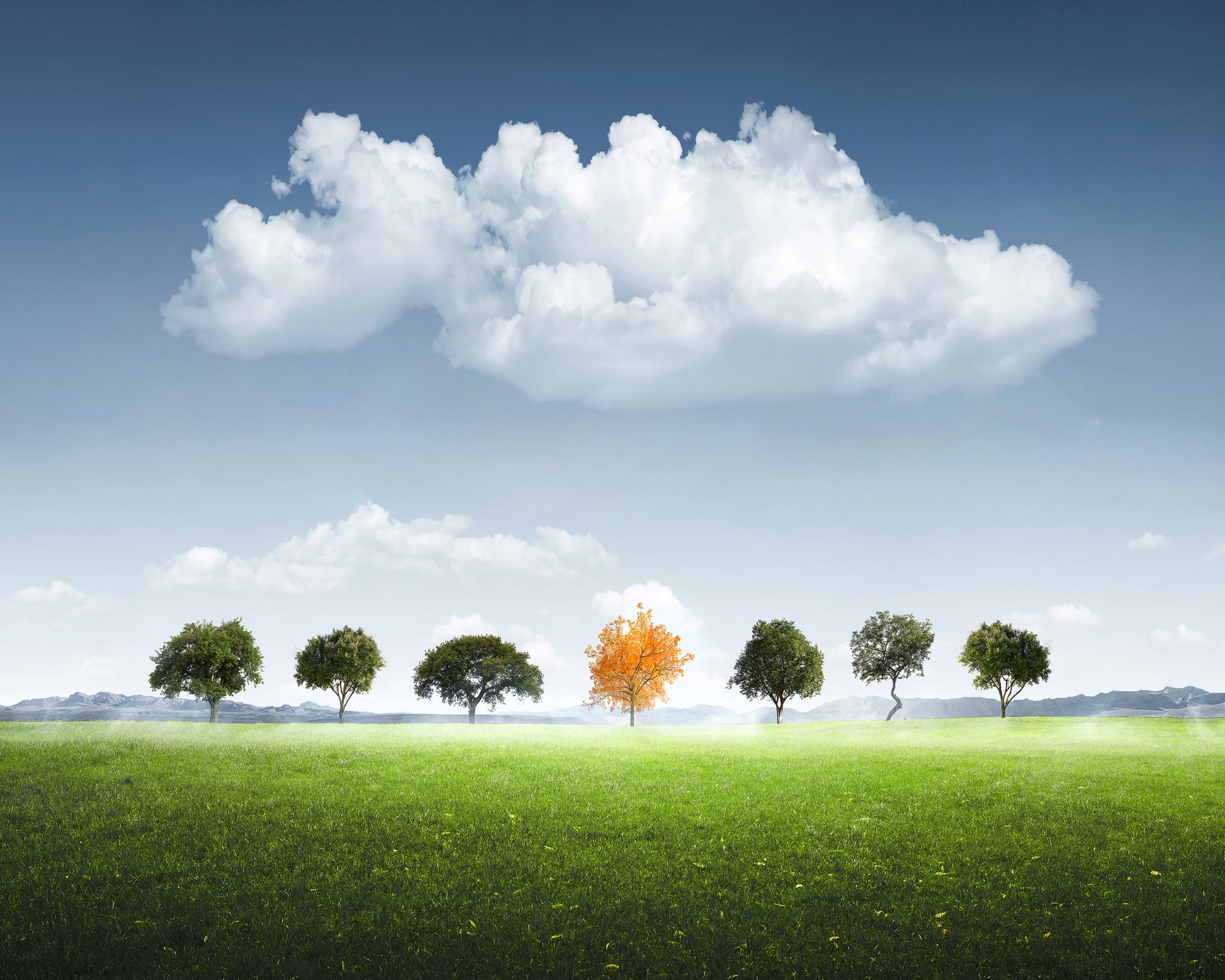 Seven Tree