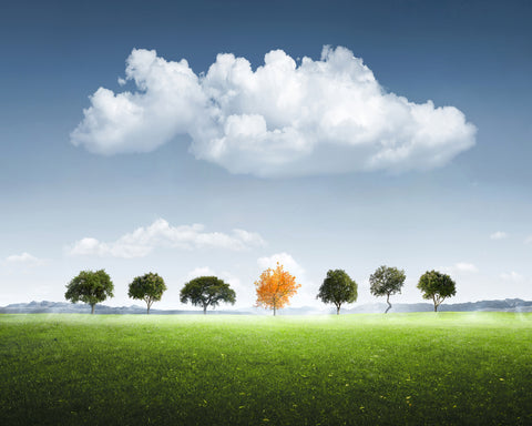 Seven Tree