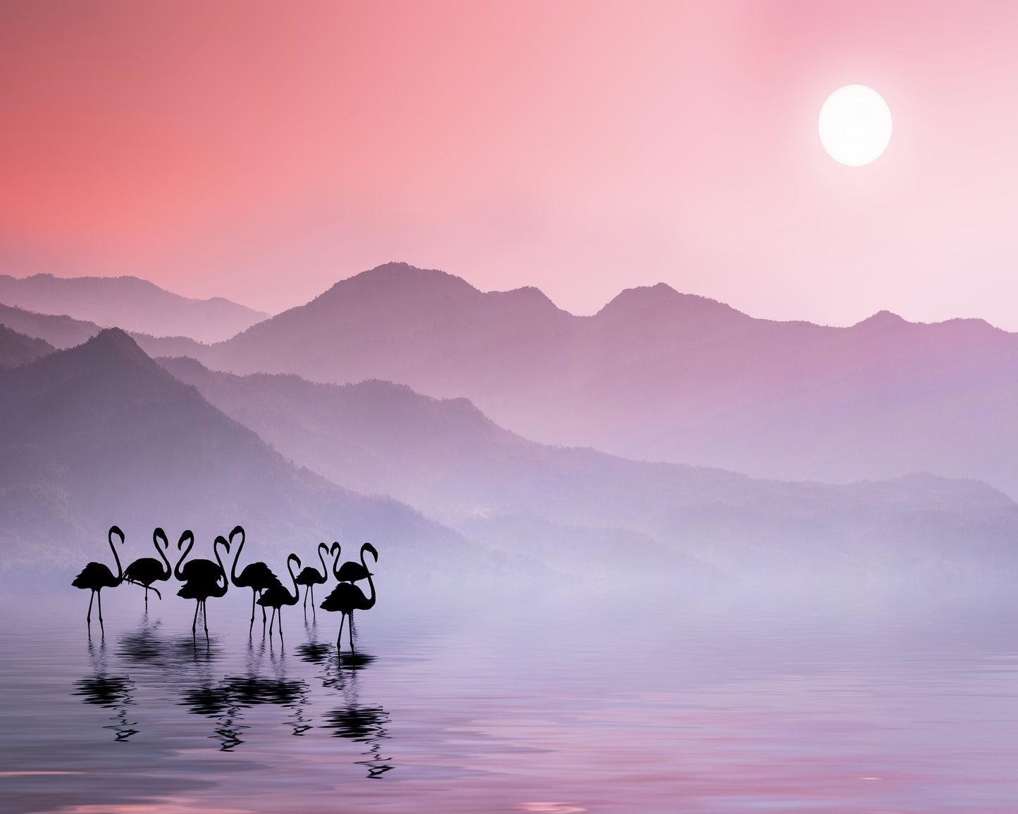 Flamingos Sunset