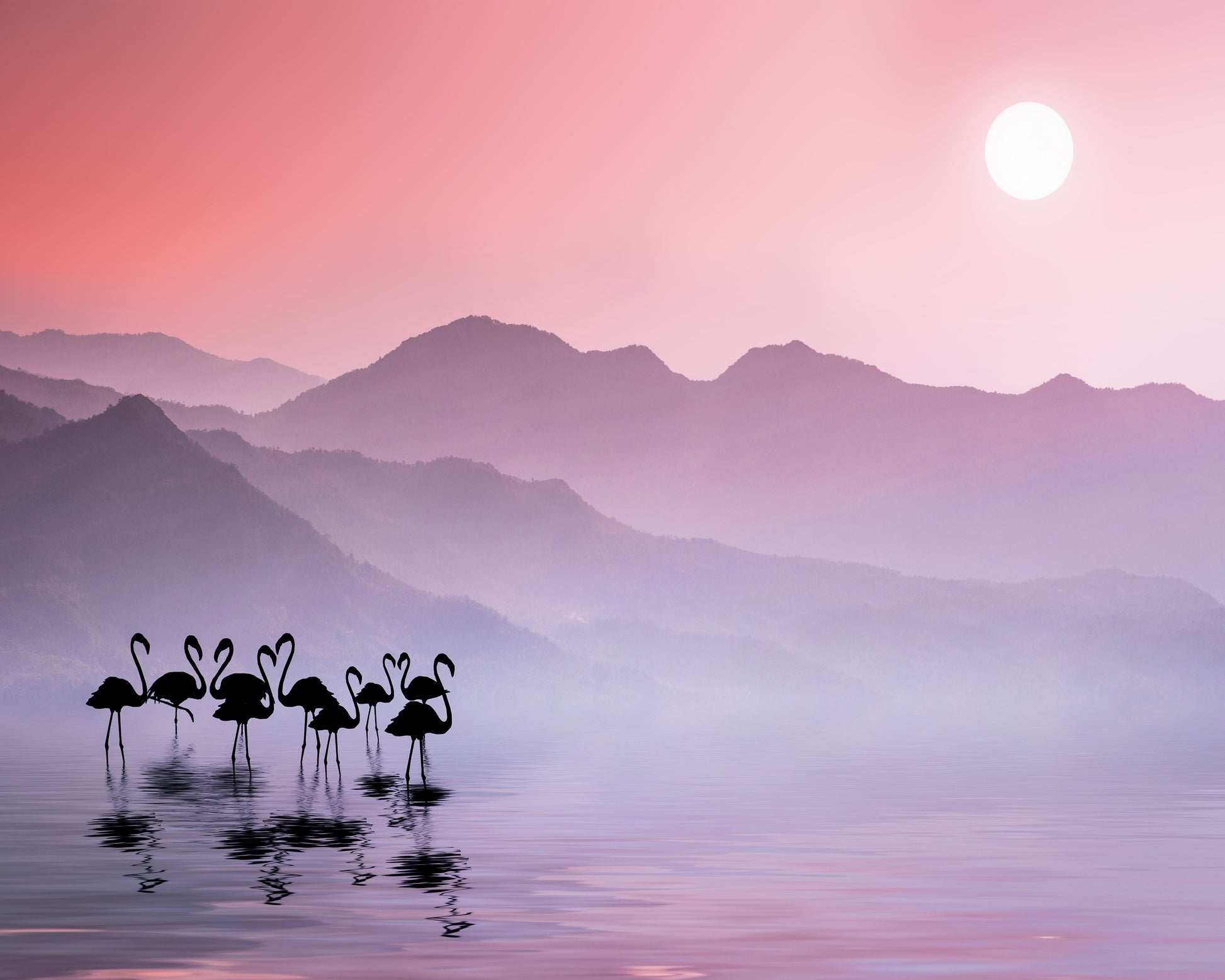 Flamingos Sunset
