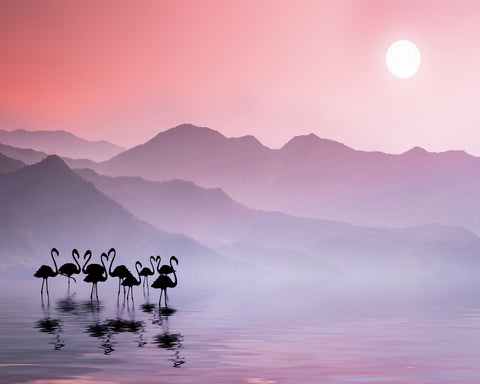 Flamingos Sunset