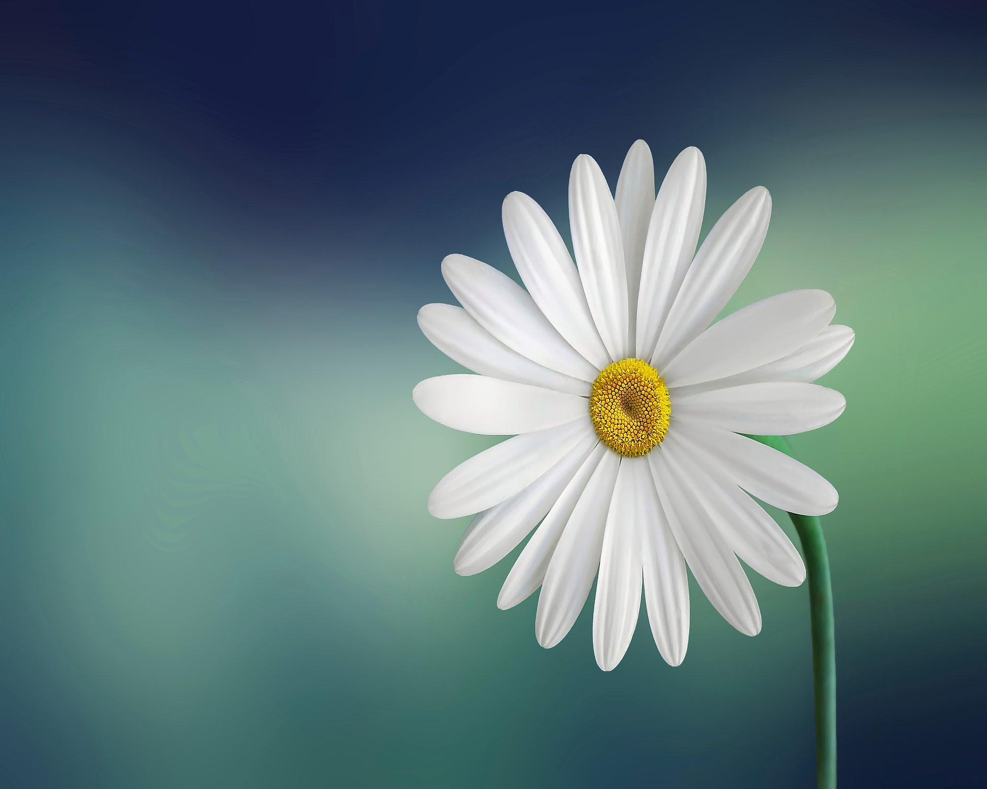 White Daisy