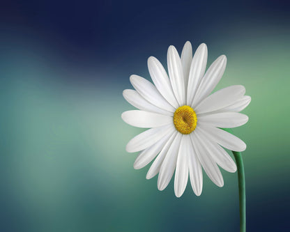 White Daisy