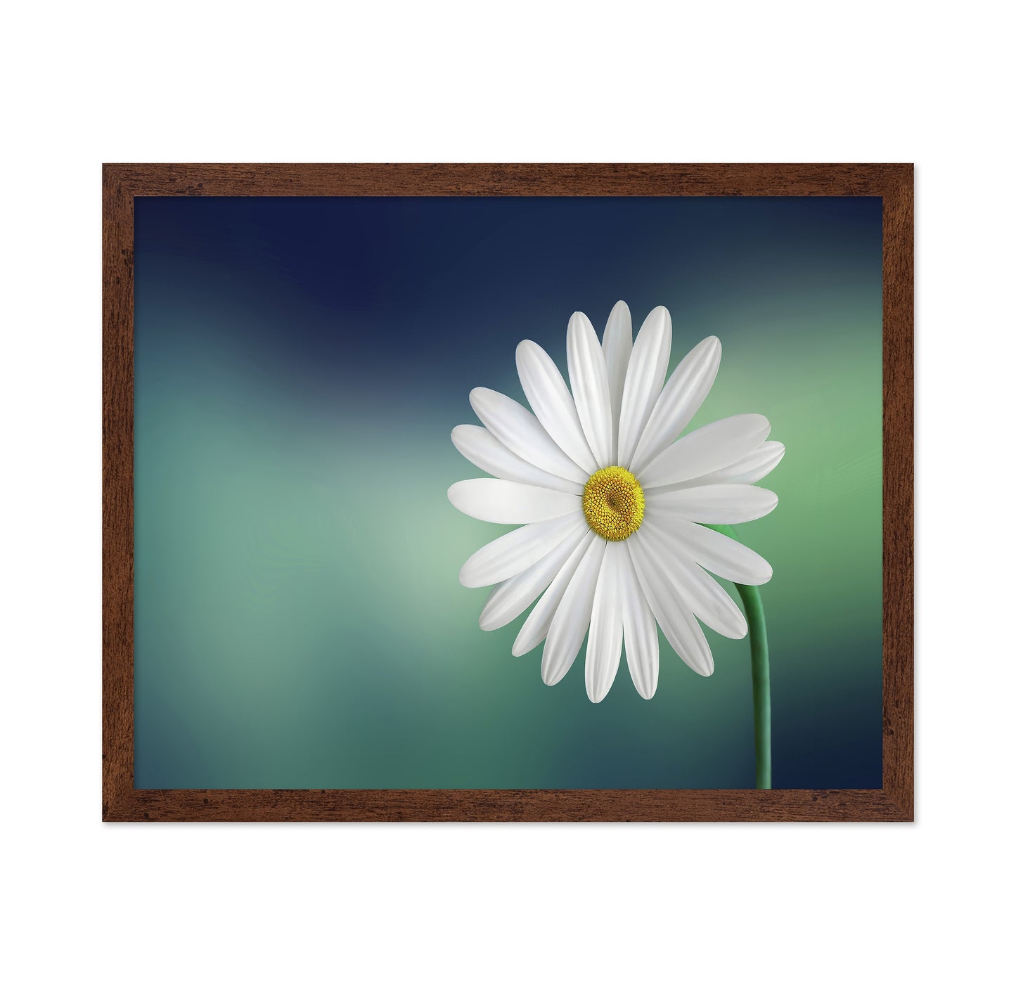 White Daisy