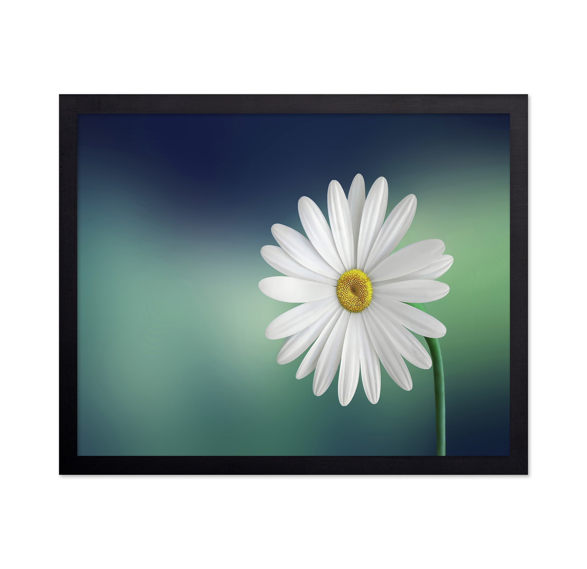 White Daisy