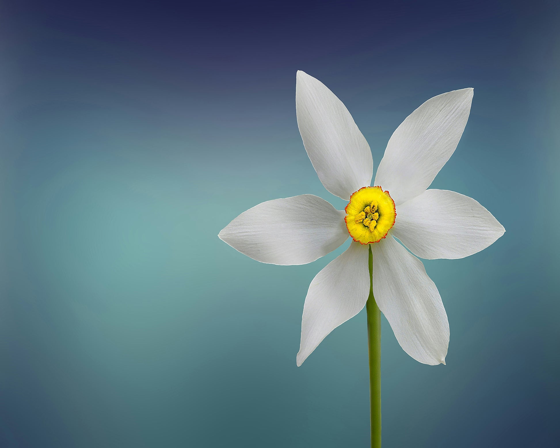 Flower Of Paradise
