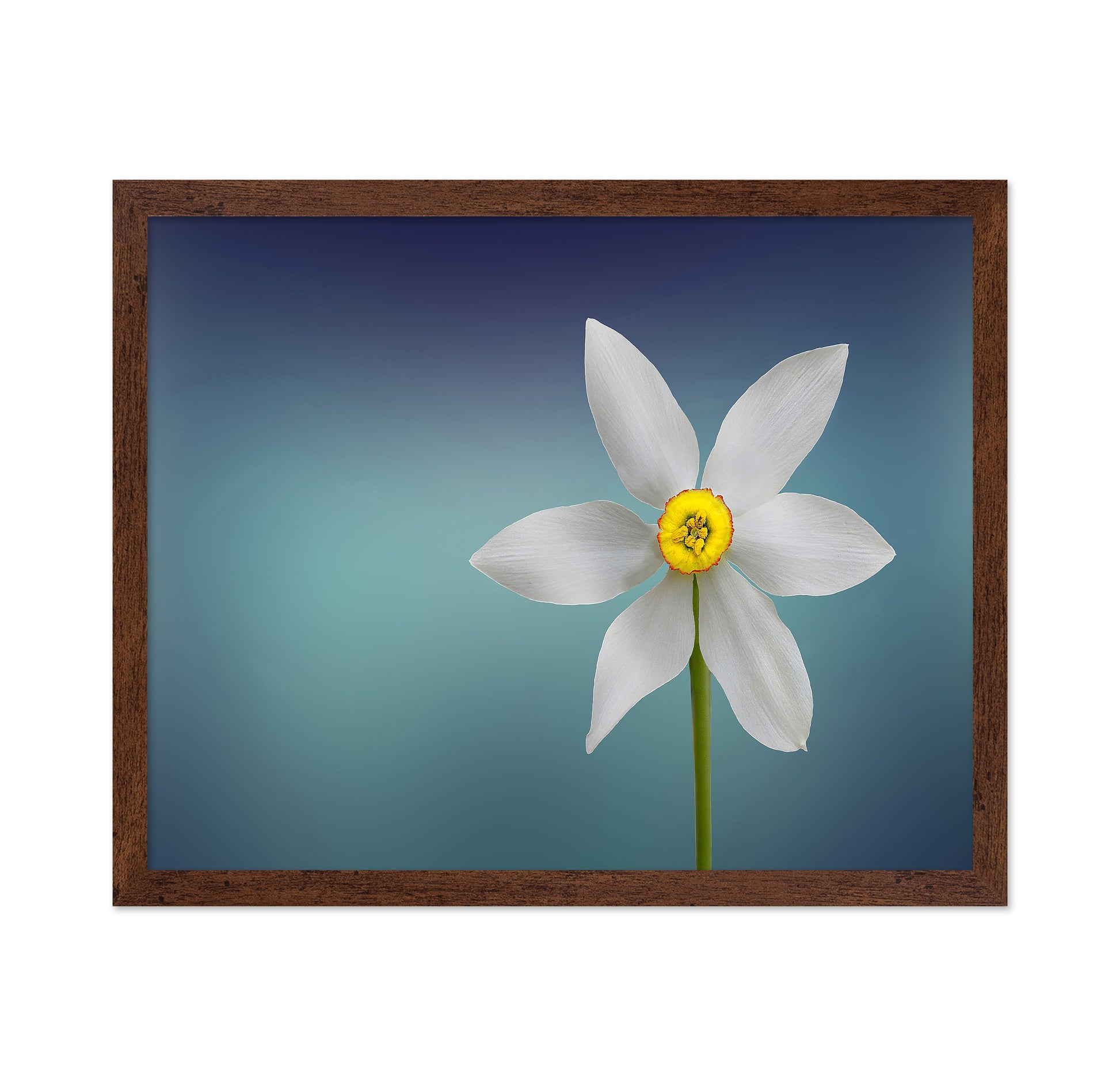 Flower Of Paradise